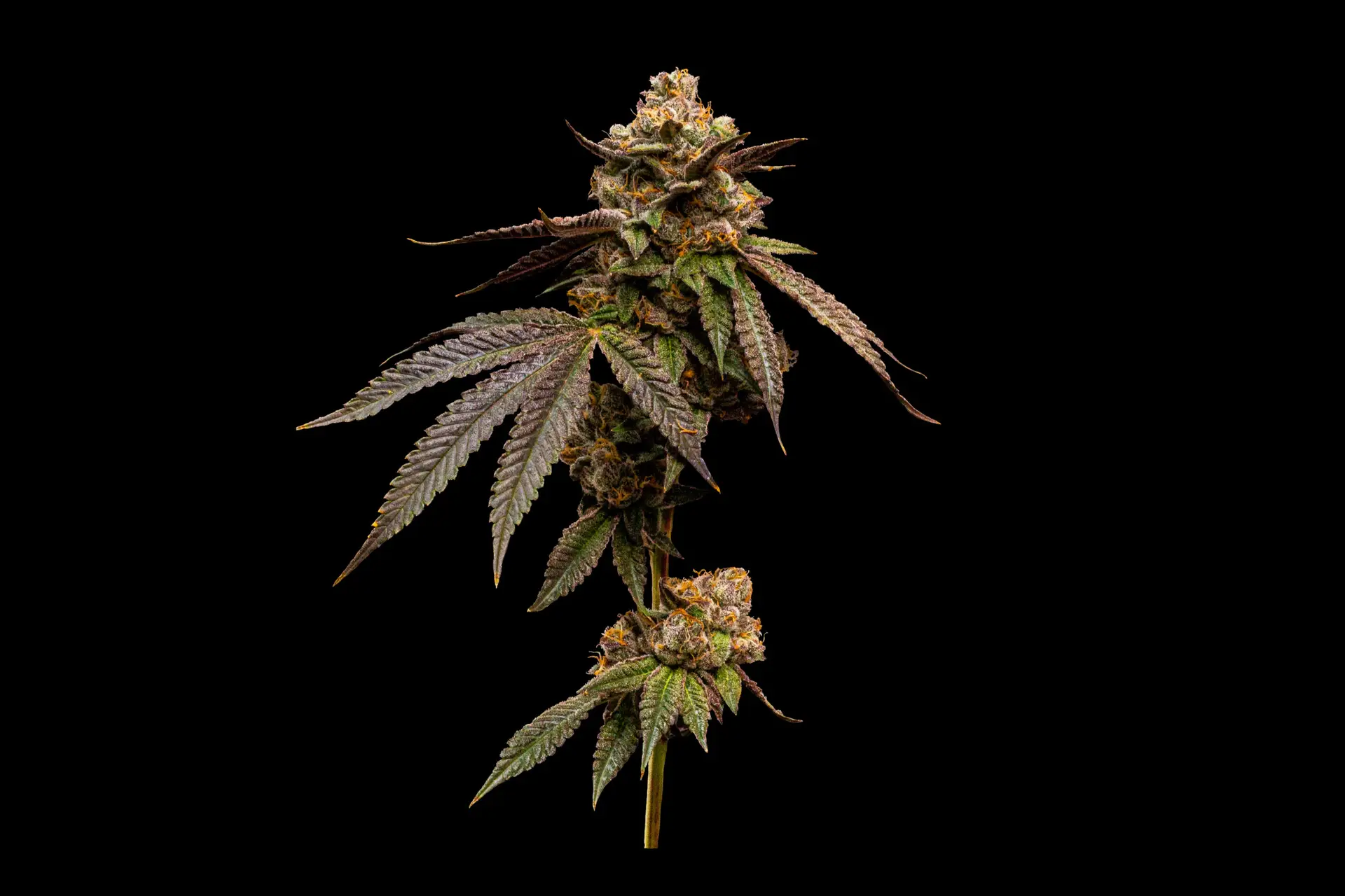 Runtz strain cannabis flower close up