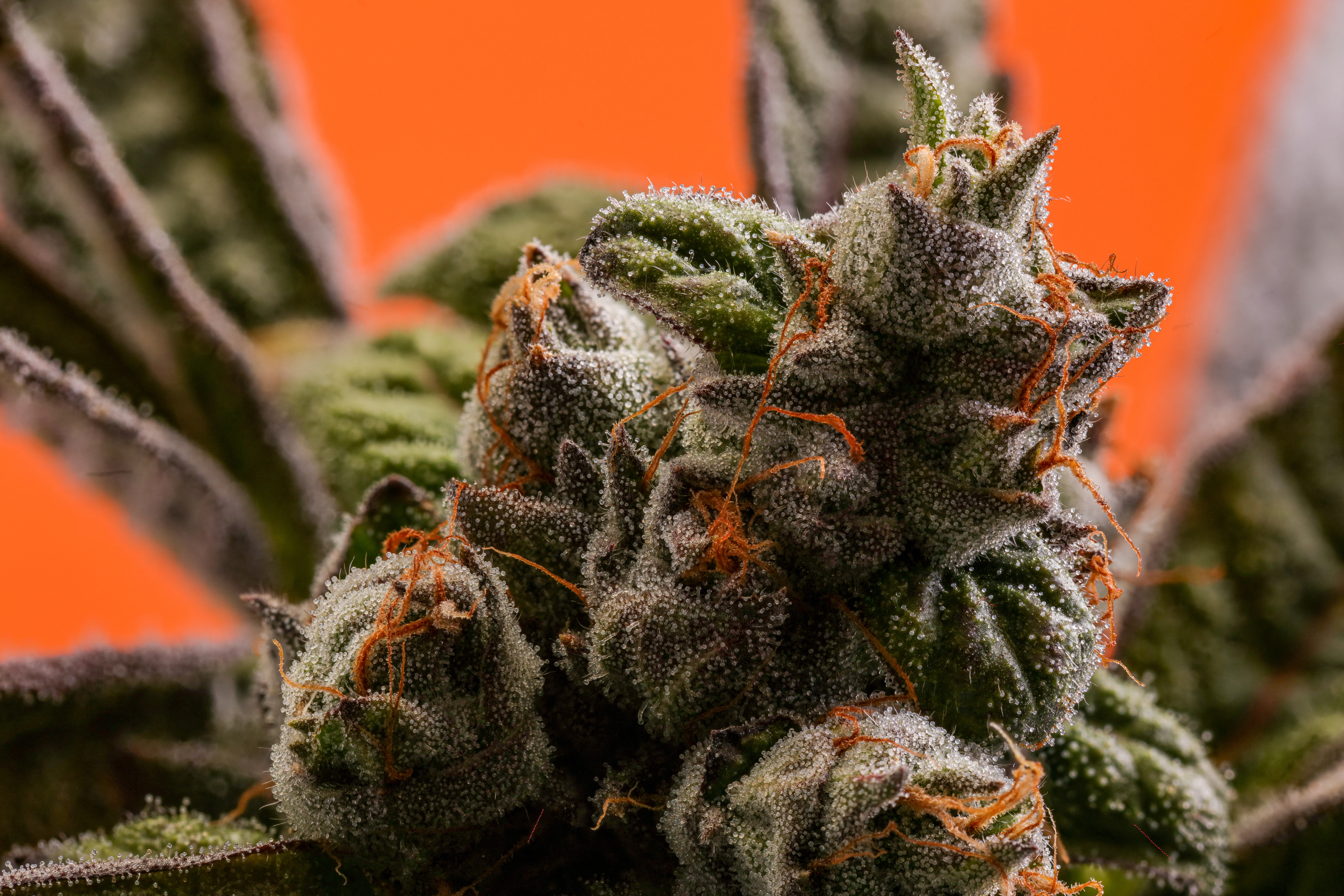 Close Up of Runtz Strain Cannabis Flower